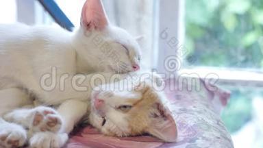 宠物小猫搞笑两个可爱睡在桌子上慢动作视频